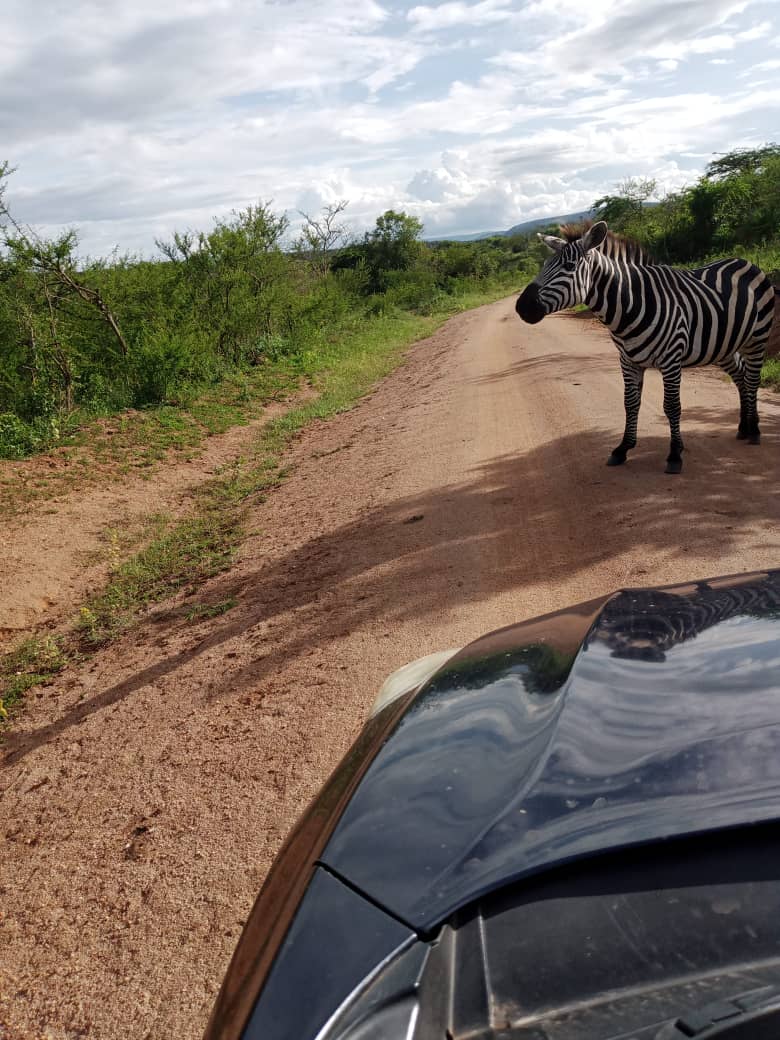 Safari game drive in Uganda