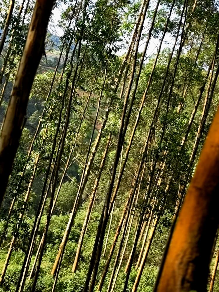 Nature walk in Uganda