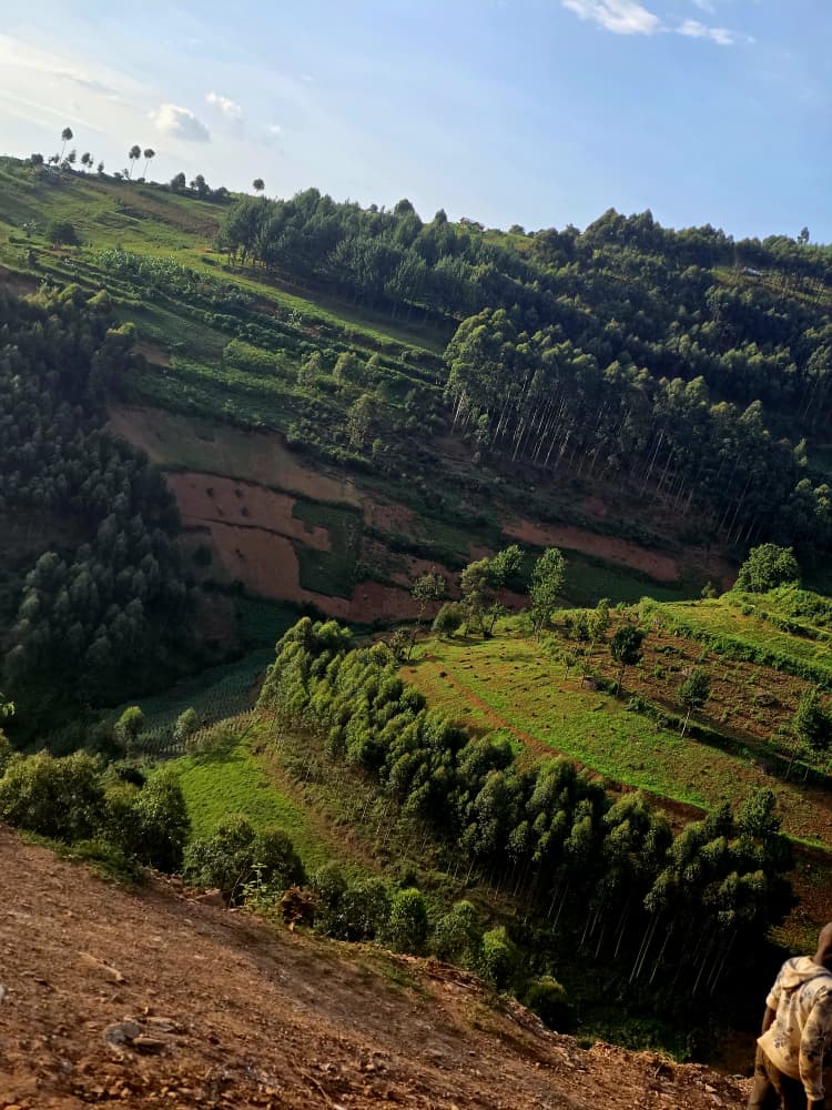 The rolling green hills of Uganda